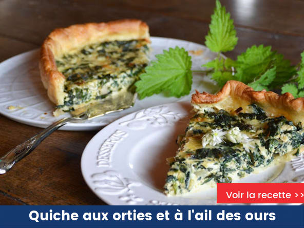 Quiche aux orties et à l'ail des ours